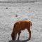 A little bull...