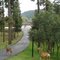 mom & fawns