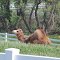 Colorado horse ... er ... cow ... er ... camel (??!)