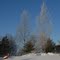Ontario Winter Scene