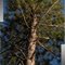 Forest - Photomontage 2 pictures == Bosque - Fotomontaje 2 fotos (Littlefork, MN)