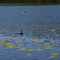 Grebes.  Ferguson Lake