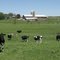 Farm