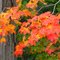 Autumnal Colors