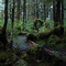 Near Lunch Falls - Ketchikan, Alaska