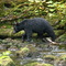 Black bear, Naha River