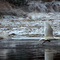 swans on naha river
