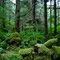 The Forest Behind SilverKing Lodge