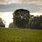 Lone Oak