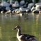 Humber Arboretum Duck