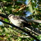 Song Bird, Humber Arboretum