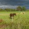 Near Saugeen river, October