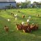 Rigo's farm