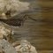 Solitary Sandpiper