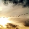 Canadian Geese in the Sunset - near Mississauga, ON