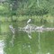 Heron On Astrolabe Lake