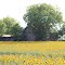 Canadian Sunflower