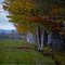 Birches