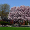 Magnolia Tree