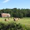 Morning on the farm.