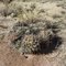 Arizona West Desert Preserve Pineapple Cactus