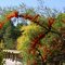 Sea-buckthorns --- Catina