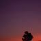 Tree at Sunset