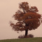 Lone tree near Belmore
