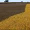 Soybean Patterns