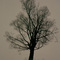 lone dark tree