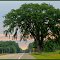 American Elm...Survival!