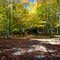 Fall colours