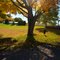 Fall colours