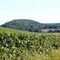 Cornfield and Trent Hills