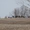 Deer by the dozen (16 to be exact) enjoy a spring day on Wolfe Island.