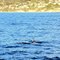 Two White Sided Dolphins