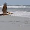 Pelican at Huntington Beach, California