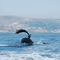 Dolphins playing off Crystal Cove