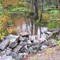A Muskoka swamp
