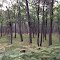 Old forest