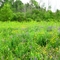 Humber Woods Park