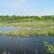 Caledon Trailway Wetland 2