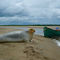 Common Seal @ Bushy Island