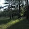 Lines of a Forest