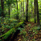Fall, Pretty River Valley Provincial Park, Ontario