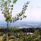 Panoramic view of Collingwood from suspension bridge