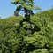 Muskoka White Pine Tree - Head and shoulders above others