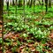 Trilliums in McGregor bush - Coulthart Rd