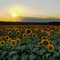 Buttonwood Sunflowers