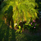 Green Sunset Light